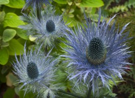 eryngium alpinum flower small